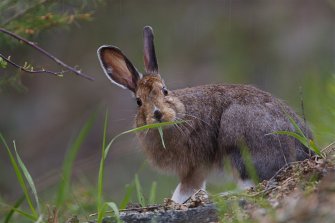 A brown summer snowshoe hare